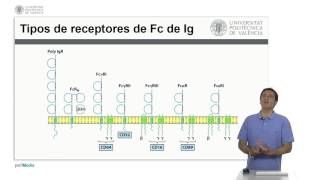 Efecto Inmunológico de los Anticuerpos  625  UPV [upl. by Farra]