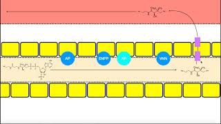 Vitamin B5 Pantothenic Acid  Salvage CoA Biosynthesis amp Other Facts [upl. by Aratahs]