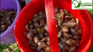 Comment produire 1000 escargots juvéniles ll Escargots D’Afrique Business [upl. by Leibman164]