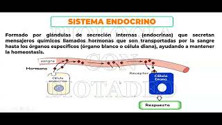 BIOLOGIA CLASE 15  SISTEMA ENDOCRINO GENIOS [upl. by Nosnev]