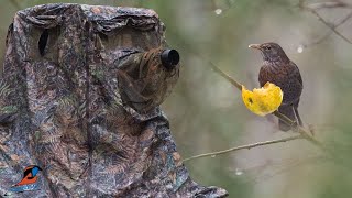 Tragopan Chair Hide for Bird Photography  Lagopus Blind [upl. by Oitaroh455]