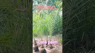 Date palm 🌴 plants for outdoor datepalm friut my shortvideo lahore [upl. by Durante95]