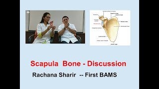 Osteology  Scapula l Human Anatomy l Rachana Sharir l First BAMS [upl. by Arhat490]