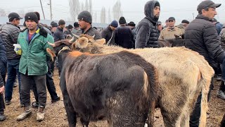 Yangiqõrġon tumani Begabod mol bozori ġunajinlar va sigirlar narhlari 7122024yil [upl. by Katleen]