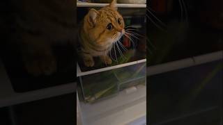 Anfisa in the fridge кошка в холодильнике catcatlifeкошкаpet [upl. by Anailuy]