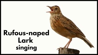 RUFOUSNAPED LARK singing and wing clapping [upl. by Kathlene]