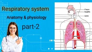 respiratory system anatomy and physiology part 2  bsc nursing gnm  mbbs2 video trending [upl. by Liliane]