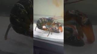 Pet lobster🦞fights for snapper carcass🤯 fish lobster fishtank [upl. by Kuska]