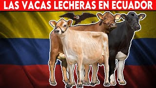 🔴 La Importancia De Las Vacas Lecheras En Ecuador Una Visión General ✅ [upl. by Adiraf]