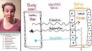 Nephron 4 Mechanisms [upl. by Nuahsak]