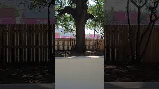 Grassy Knoll  JFK John F Kennedy jfk jfkjr [upl. by Etteiram213]