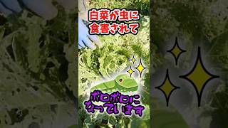 家庭菜園や農園の白菜栽培で害虫被害にあった白菜を菜花に！害虫撃退後、冬越しさせて菜花を収穫する白菜の育て方！【農家直伝】shorts [upl. by Anitsim851]