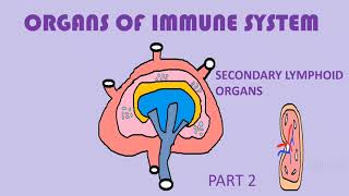 ORGANS OF IMMUNE SYSTEM  SECONDARY LYMPHOID ORGANS  LYMPHNODES  SPLEEN  MALT [upl. by Dlareme]