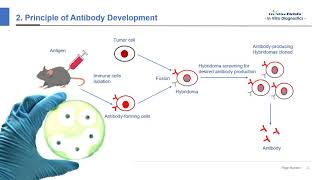 In Vitro Diagnostic IVD Antibody Development  Creative Biolabs [upl. by Maddeu]