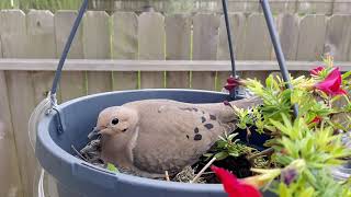 Mourning Dove Nesting in Flower Pot video 1 [upl. by Geilich692]