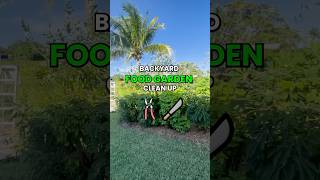 Hollywood Florida Food Garden GrowInnHomes SouthFlorida [upl. by Ahseiuqal999]