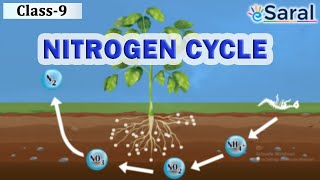 Nitrogen Cycle – Natural Resources  Class 9 Science  Biology – eSaral [upl. by Akkin534]