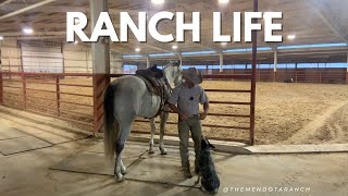 Come Ride With Me and Bluey cowdog horse ranch [upl. by Nonad]