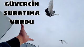 GÜVERCİN SURATIMA ÇARPTI YERE DÜŞTÜ 😨 [upl. by Saxena]