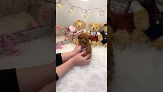 adorable maltipoo puppies for adoptionmaltipo maltesemixbreed maltipoosoftiktok teacup [upl. by Erbma]