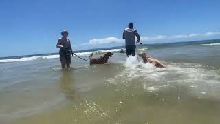 Golden retriever meet up Brisbane January 2024 Woorim off leash dog beach Bribie Island [upl. by Valaria164]