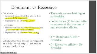 Unit 8  Genetics  3  Dominant and Recessive Alleles [upl. by Sandro]