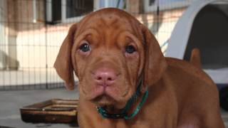 Vizsla Pup  First 8 Weeks [upl. by Boycey]