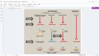 1 Autonomics nervous system MCQ questions مراجعة اسئلة [upl. by Tohcnarf]