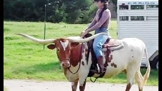 Hoof Trimming Texas Longhorn Cow Premier Preference [upl. by Oinota]