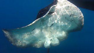 Snorkelen op La Palma [upl. by Faruq]