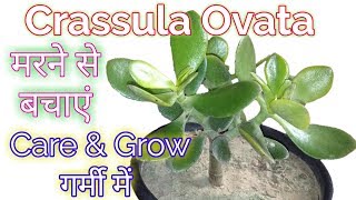 Crassula Ovata plant careHow to Grow amp Care Crassula Ovata in SummerCrassula Ovata Careing tips [upl. by Neros528]