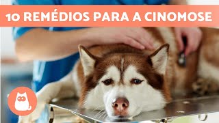 10 REMÉDIOS CASEIROS PARA a CINOMOSE EM CACHORROS 🐶 [upl. by Sanborn64]