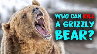 6 Animals That Could Defeat A Grizzly Bear grizzlybear bear wildlife [upl. by Ennahgem]