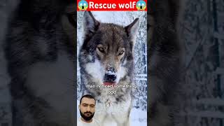 Man rescued a wolf wolf rescue babywolf animallover wildlife [upl. by Dionne]