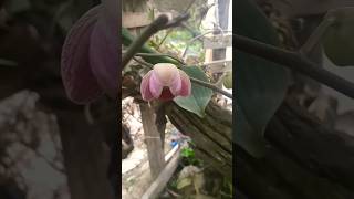 Como fazer a orquidea phalaenopsis e doritaenopsis florir muito [upl. by Oicaroh]