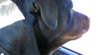 REALLY MAD ROTTWEILER GROWLING [upl. by Noruq373]