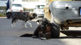 30 Tage Galgenfrist Türkei will Tötung von Straßenhunden erlauben [upl. by Anaic]