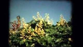 Kodak Ektachrome 64T Super 8 sample clip [upl. by Kciwdahc94]