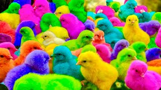 Ayam Lucu ayam warna warni ayam rainbow kelinci lucu bebek lucu ikan koi Hewan Lucu [upl. by Ailero]