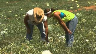 OETA Story on the Rush Springs Watermelon Festival aired on 8312 [upl. by Law]