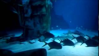 London Aquarium  Sharks Terrapins Seahorses   Great For Kids [upl. by Iarised369]