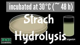 Strach Hydrolysis Test  Amylase Test [upl. by Letsou]