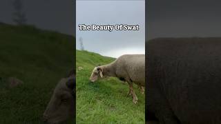 The beauty of swat 🥰  beautiful sweet shorts amazing  viralvideo [upl. by Kathlin]