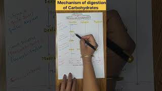 Mechanism of digestion of Carbohydrates digestivesystem [upl. by Steady]