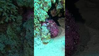 Purple Stonefish  the most venomous fish in the world shorts [upl. by Ahsien748]