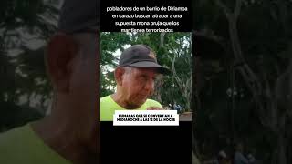 pobladores de un barrio de Diriamba en carazo buscan atrapara unasupuesta mona bruja [upl. by Aerahs72]