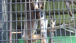 Amazing lar gibbon family 191 シロテテナガザル家族の日常【Cute animal videos】【羽村市動物公園】 [upl. by Ikkiv932]