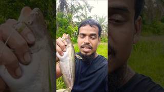 A lot of fish are available in Malaysian canalsviralshortfruitpalmtreesmalaysiapalm [upl. by Akinek]