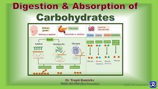 2 Digestion amp Absorption of Carbohydrates I Carbohydrates Metabolism Biochemistry [upl. by Kcire]