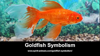 Goldfish Symbolism [upl. by Voe]